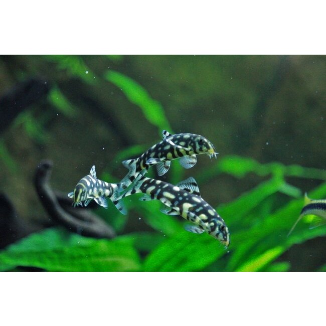 Botia sp. Polkadot - Botia Kubotai