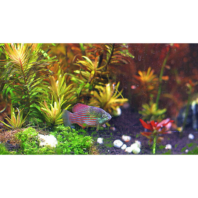 Blokvisje - Jordanella Floridae