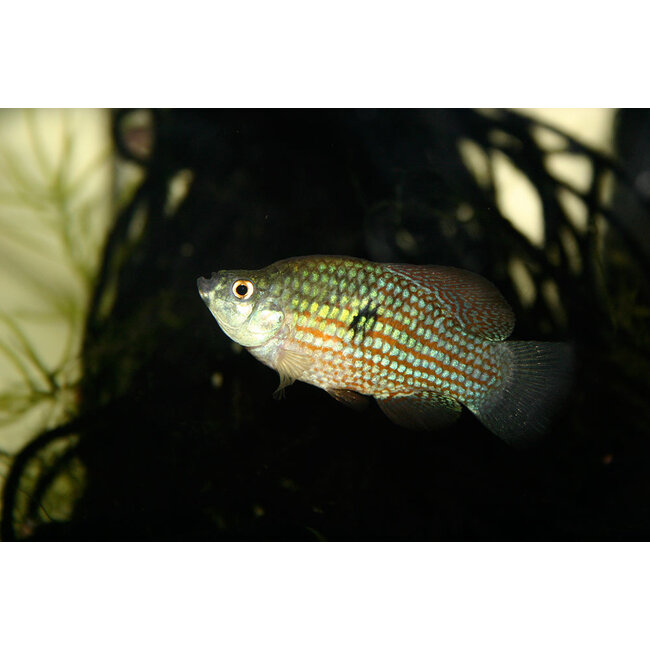 Blokvisje - Jordanella Floridae