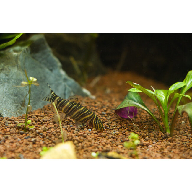 Gestreepte Botia - Botia Striata