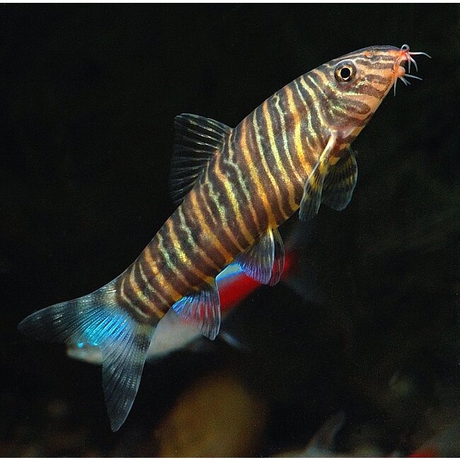 Gestreepte Botia - Botia Striata