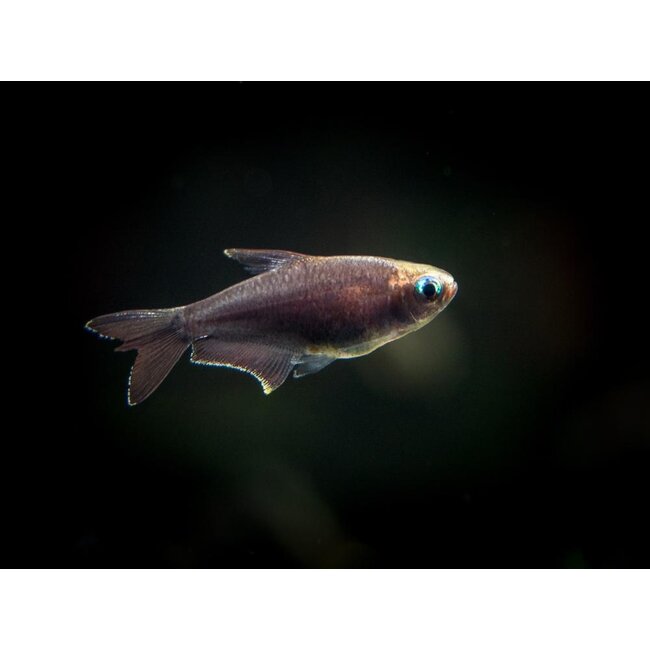 Zwarte Keizertetra - Nematobrycon Palmeri Black