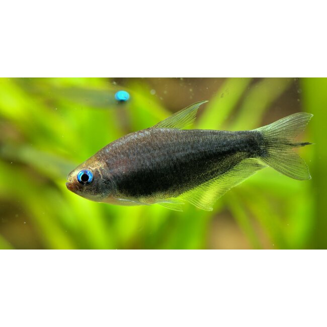 Zwarte Keizertetra - Nematobrycon Palmeri Black