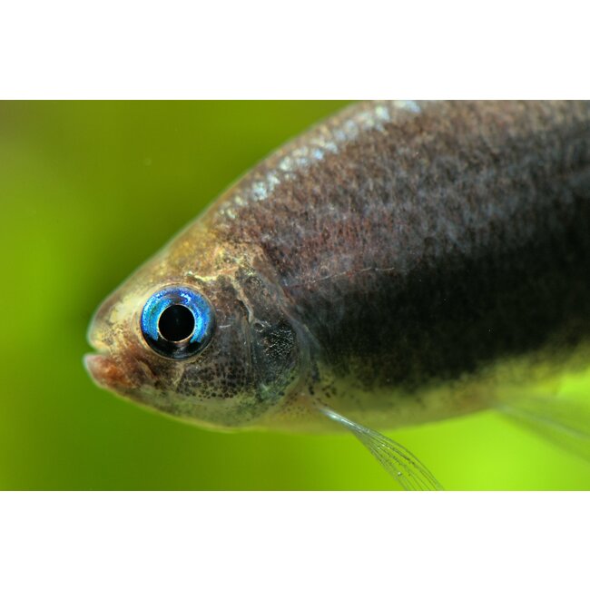 Zwarte Keizertetra - Nematobrycon Palmeri Black