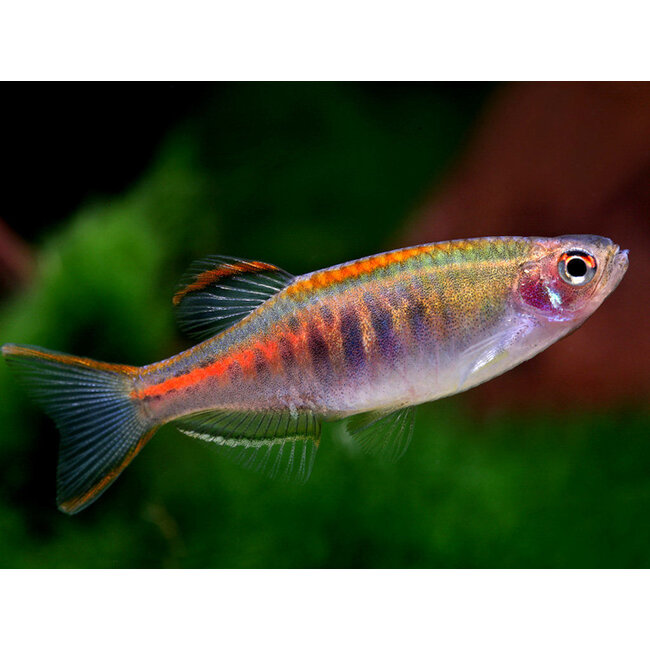 Danio Choprae