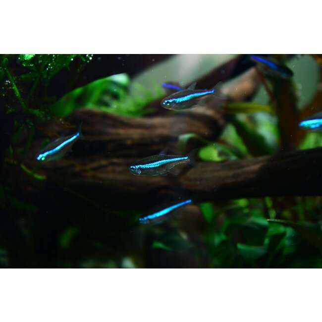 Blauwe Neon - Paracheirodon Simulans