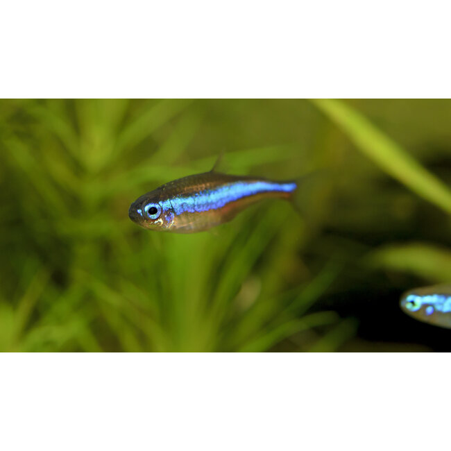 Blauwe Neon - Paracheirodon Simulans
