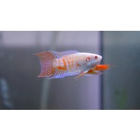 Albino Paradise Fish - Macropodus Opercularis