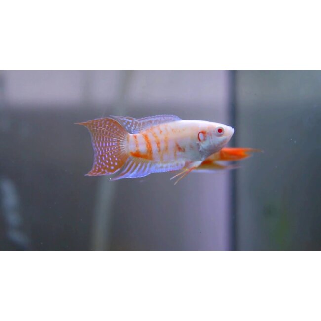 Paradijsvis Albino - Macropodus Opercularis