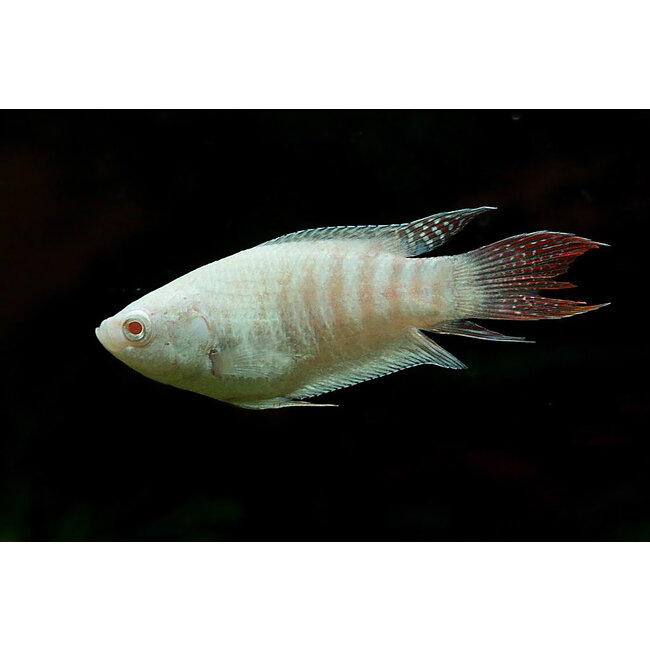 Paradijsvis Albino - Macropodus Opercularis