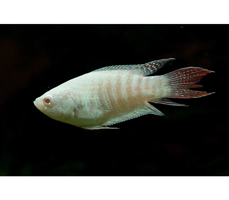 Albino Paradise Fish - Macropodus Opercularis
