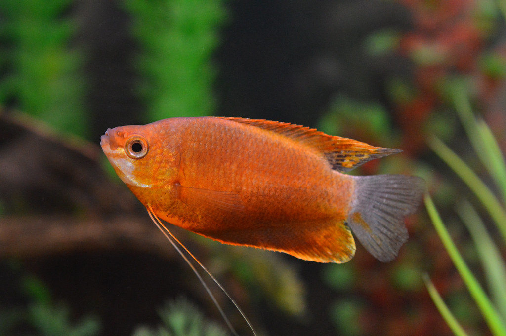 Diklip Gourami Oranje - Trichogaster Labiosa Orange - Aqua Natura