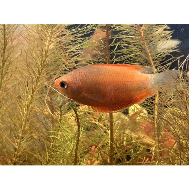 Diklip Gourami Oranje - Trichogaster Labiosa Orange