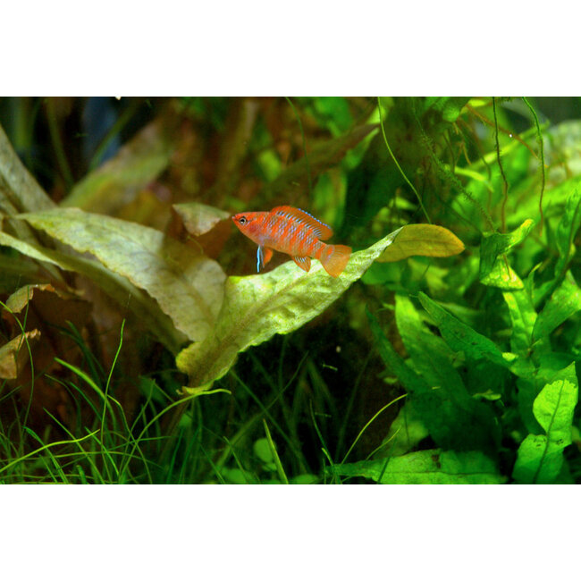 Bengaals Vuurtje - Dario Dario