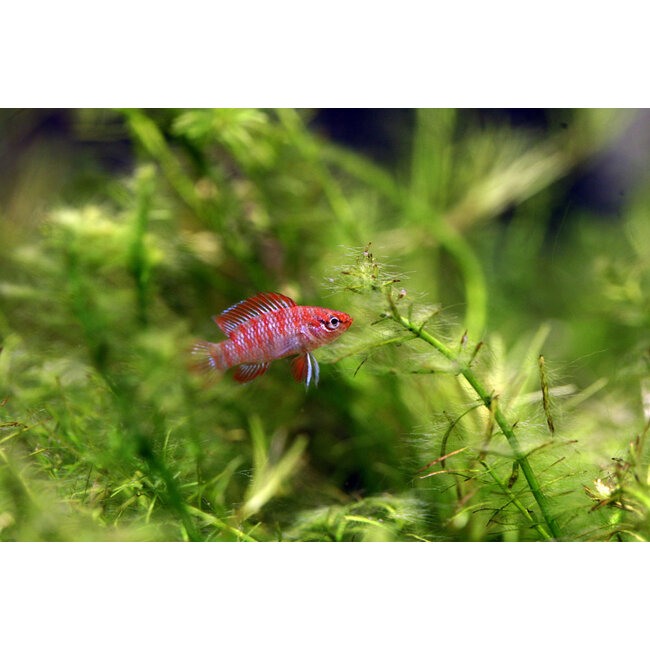 Bengaals Vuurtje - Dario Dario