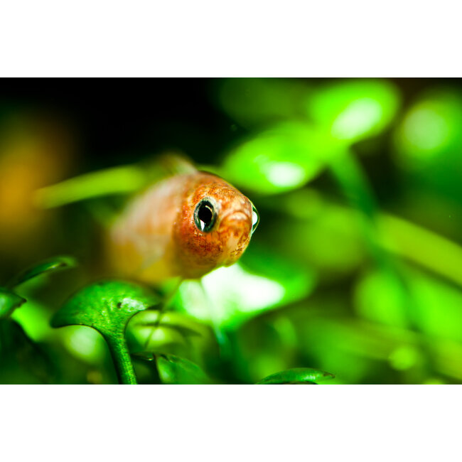 Bengaals Vuurtje - Dario Dario