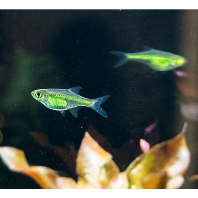 Rasbora Kubotai