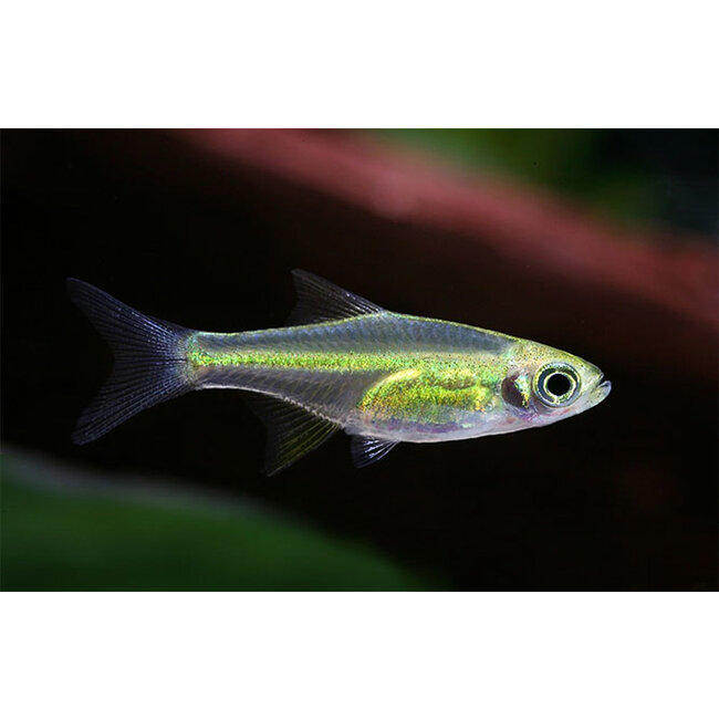 Rasbora Kubotai