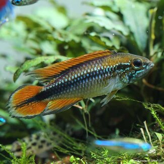 Apistogramma Agassizi - Red