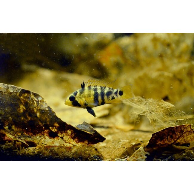 Apistogramma Baesti Inca