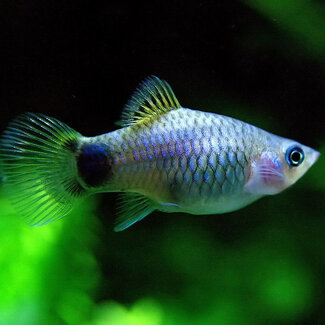 Platy Blauw