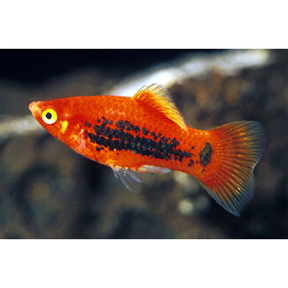 Platy Tuxedo Oranje