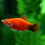 Platy Micky Mouse Red