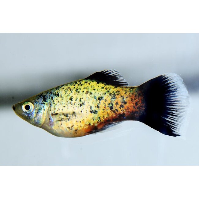 Platy Golden Leopard - Xiphophorus Maculatus