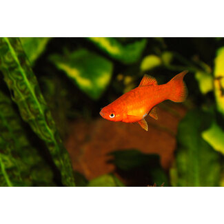 Platy Orange Neon