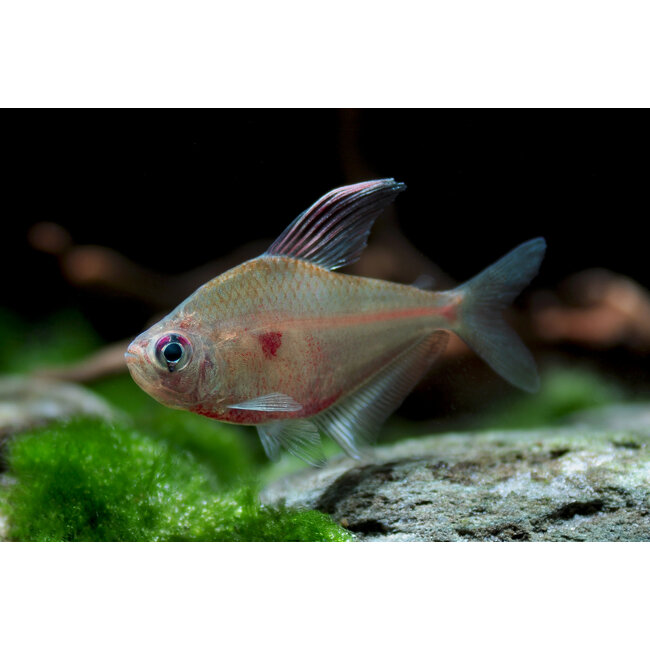 Bloedvlektetra - Hyphessobrycon Erythrostigma