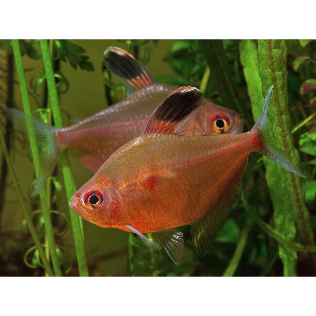 Bloedvlektetra - Hyphessobrycon Erythrostigma