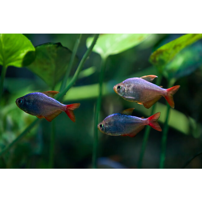 Colombia Tetra - Astyanax sp.