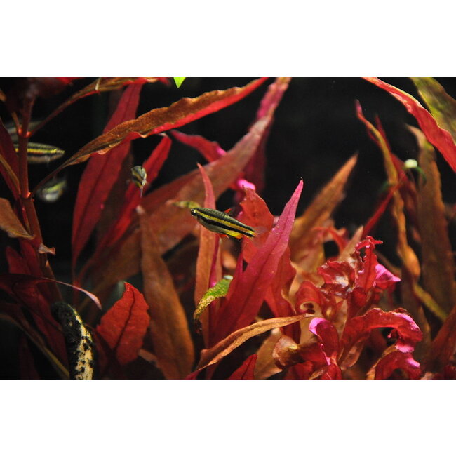 3-bandspitszalm - Nannostomus Trifasciatus