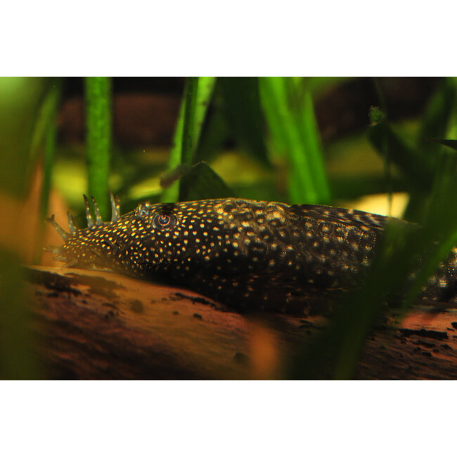 Borstelneus Algeneter - Ancistrus Temmincki (L144)