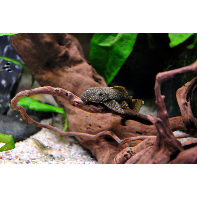 Borstelneus Algeneter - Ancistrus Temmincki (L144)