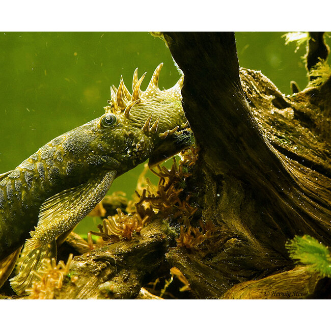 Borstelneus Algeneter - Ancistrus Temmincki (L144)