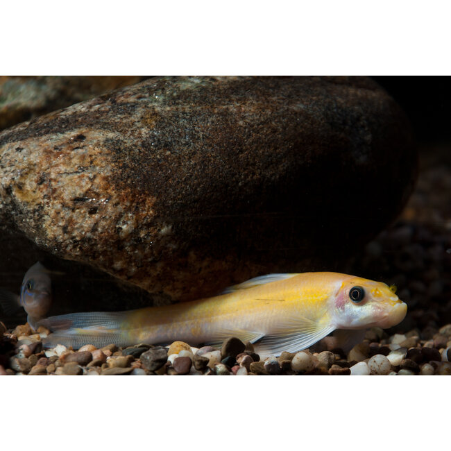 Chinese Algeneter (Goud) - Gyrinocheilus Aymonieri