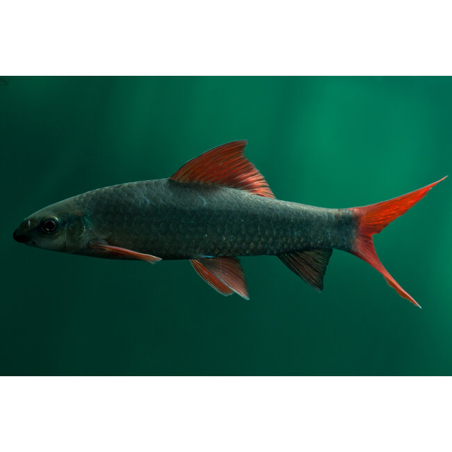 Labeo Frenatus - Epalzeorhynchos Frenatus