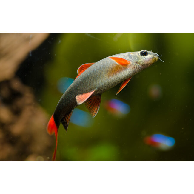 Labeo Frenatus - Epalzeorhynchos Frenatus