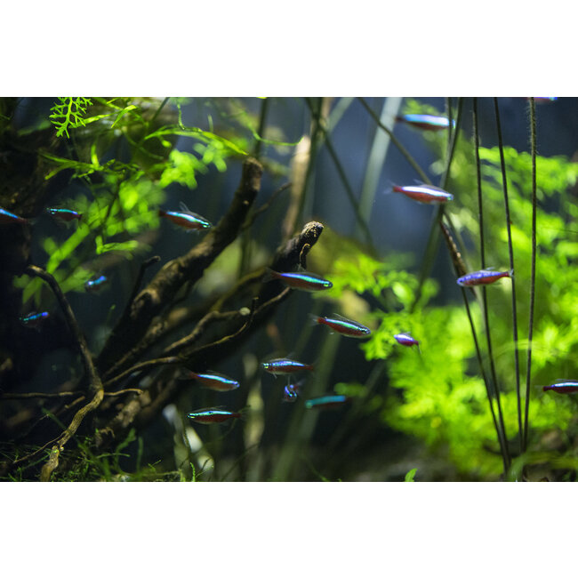 Kardinaaltetra - Paracheirodon Axelrodi