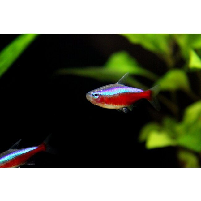 Kardinaaltetra - Paracheirodon Axelrodi