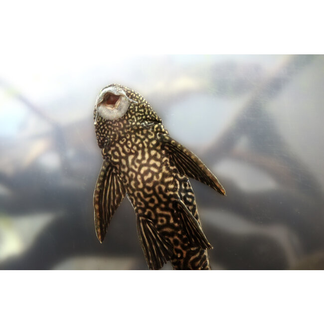 Pleco - Hypostomus Plecostomus