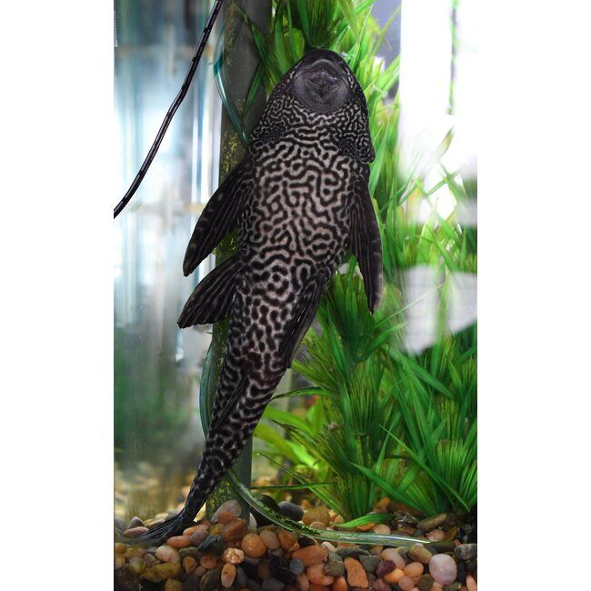 Pleco - Hypostomus Plecostomus