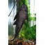 Pleco - Hypostomus Plecostomus