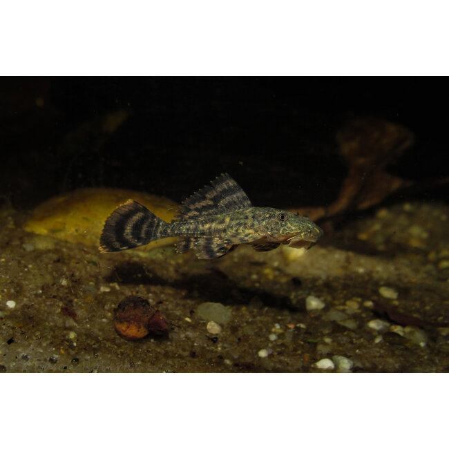 Pleco - Hypostomus Plecostomus