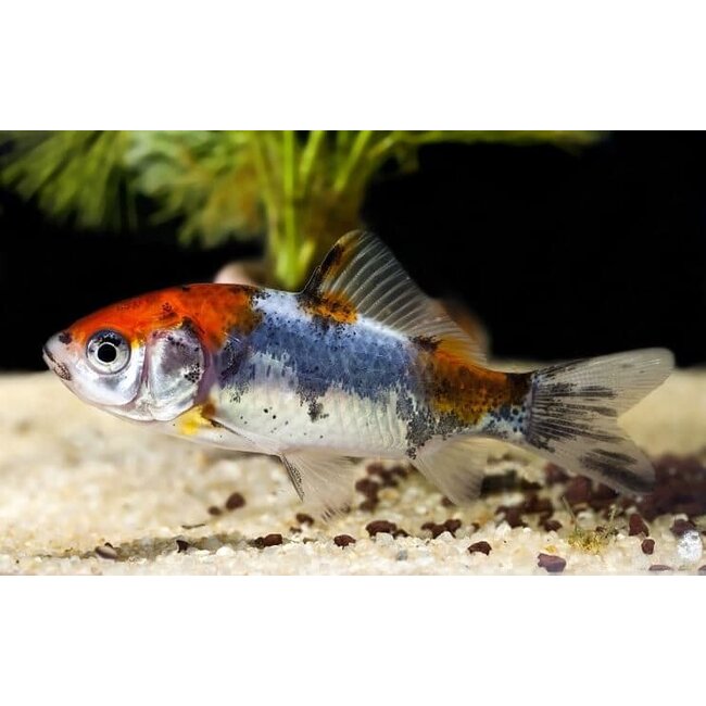 Shubunkin - Carassius Auratus