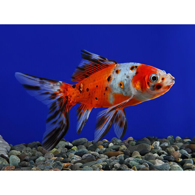 Shubunkin - Carassius Auratus