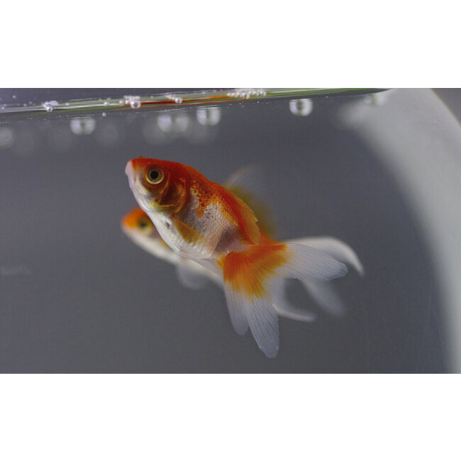 Sluierstaart Sarasa - Carassius Auratus