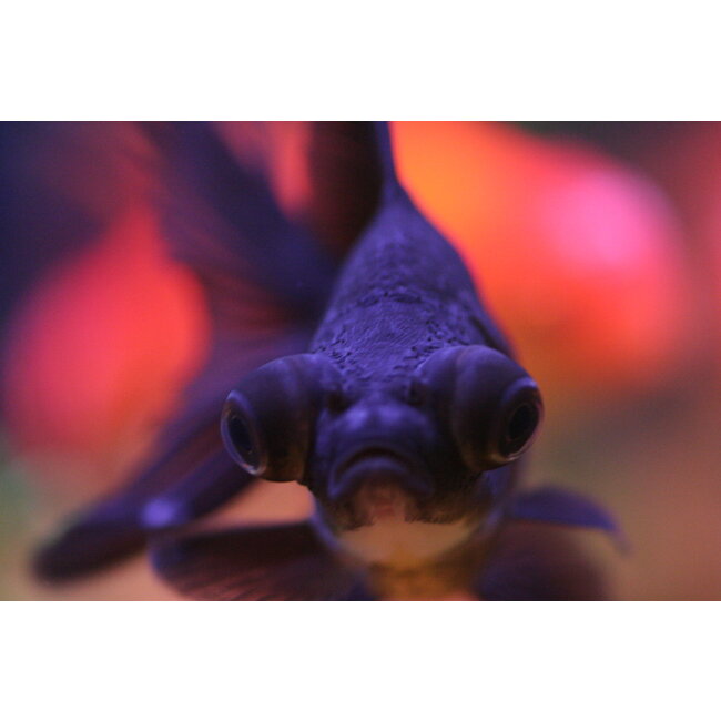 Sluierstaart Zwart - Carassius Auratus