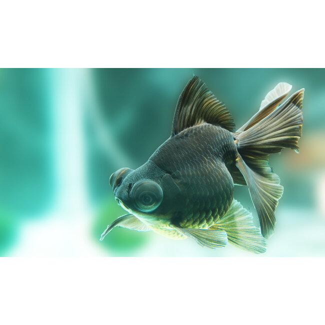 Sluierstaart Zwart - Carassius Auratus